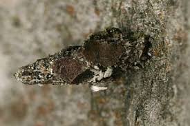 Attēlu rezultāti vaicājumam “Proutia betulina”