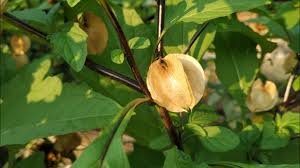 Attēlu rezultāti vaicājumam “Nicandra physalodes fruit”
