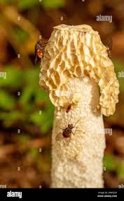 Attēlu rezultāti vaicājumam “Fuligo gyrosa macro”