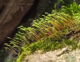 Attēlu rezultāti vaicājumam “Amblystegium serpens macro”