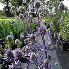 Image result for Eryngium `Blue Hobbit`