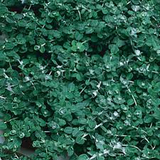 Image result for Helichrysum lindleyii