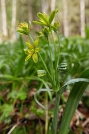 Attēlu rezultāti vaicājumam “Gagea lutea”