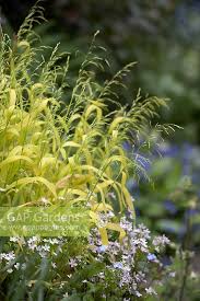 Attēlu rezultāti vaicājumam “Milium effusum flower”