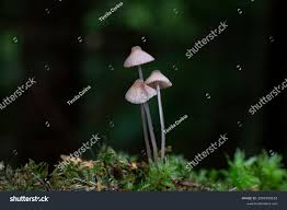 Attēlu rezultāti vaicājumam “Mycena filopes”