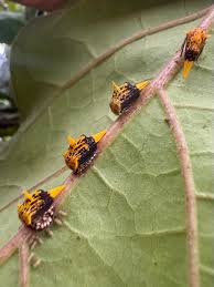 Attēlu rezultāti vaicājumam “Membracidae”
