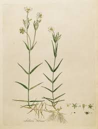 Attēlu rezultāti vaicājumam “Stellaria holostea fruit”