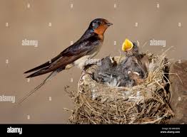 Attēlu rezultāti vaicājumam “Hirundo rustica nest”