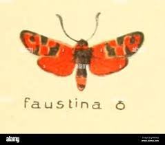 Attēlu rezultāti vaicājumam “Catoptria fulgidella”