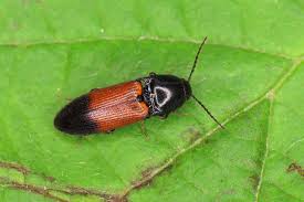 Attēlu rezultāti vaicājumam “Ampedus balteatus”