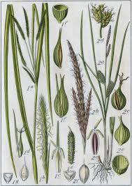 Attēlu rezultāti vaicājumam “Carex pseudocyperus”