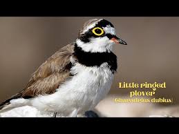 Attēlu rezultāti vaicājumam “Charadrius dubius adult”