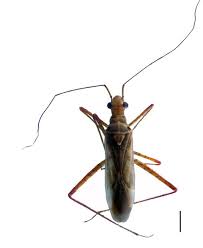 Attēlu rezultāti vaicājumam “Collaria sp.”