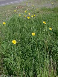 Image result for Tragopogon pratensis