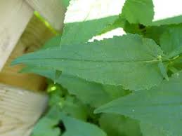 Attēlu rezultāti vaicājumam “Campanula rotundifolia leaf”