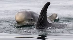 Image result for Grampus griseus