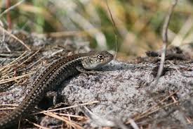 Attēlu rezultāti vaicājumam “Lycogala persicum sessile”