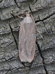 Attēlu rezultāti vaicājumam “Depressaria olerella”