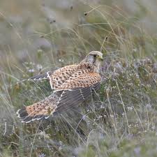 Attēlu rezultāti vaicājumam “Falco tinnunculus”