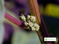 Attēlu rezultāti vaicājumam “Chenopodium polyspermum var. acutifolium flower”