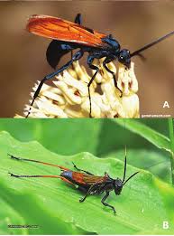 Attēlu rezultāti vaicājumam “Pompilidae”