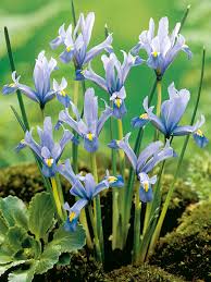 Attēlu rezultāti vaicājumam “Iris reticulata”