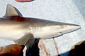 Image result for Nasolamia velox