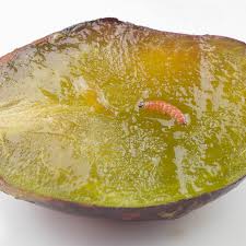 Attēlu rezultāti vaicājumam “Grapholita funebrana larva”