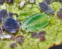 Attēlu rezultāti vaicājumam “Thecabius affinis nymph”