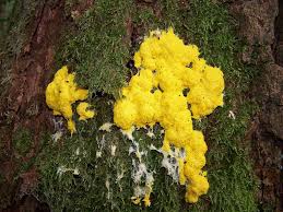 Attēlu rezultāti vaicājumam “Fuligo luteonitens macro”