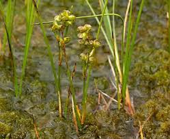 Attēlu rezultāti vaicājumam “Scheuchzeriaceae”