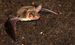 Attēlu rezultāti vaicājumam “Myotis daubentonii”