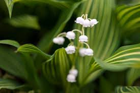 Attēlu rezultāti vaicājumam “Convallaria majalis leaf”