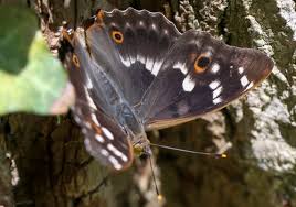 Attēlu rezultāti vaicājumam “Apatura ilia female”