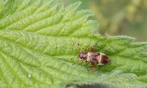 Attēlu rezultāti vaicājumam “Trioza dispar nymph”