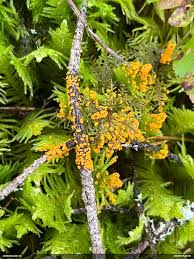 Attēlu rezultāti vaicājumam “Physarum braunianum”