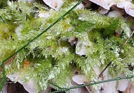 Attēlu rezultāti vaicājumam “Brachythecium salebrosum”