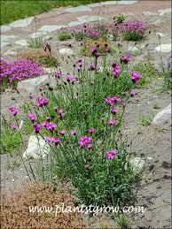 Image result for Dianthus carthusianorum