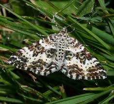 Attēlu rezultāti vaicājumam “Epirrhoe tristata imago”