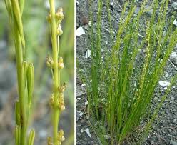 Attēlu rezultāti vaicājumam “Triglochin palustre”