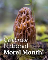 Attēlu rezultāti vaicājumam “Morchella sp.”