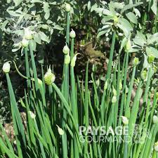 Résultat de recherche d'images pour "Allium fistulosum"