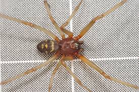 Attēlu rezultāti vaicājumam “Steatoda grossa female”
