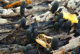 Attēlu rezultāti vaicājumam “Cordyceps polyarthra”