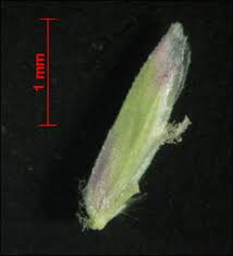 Attēlu rezultāti vaicājumam “Poa remota leaf”