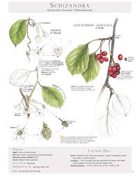 Attēlu rezultāti vaicājumam “Schisandra chinensis flower”