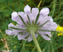 Image result for Scabiosa canescens