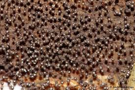 Attēlu rezultāti vaicājumam “Collaria arcyrionema”