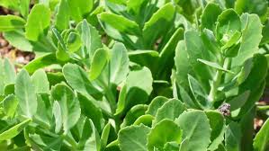 Attēlu rezultāti vaicājumam “Hylotelephium telephium leaf”