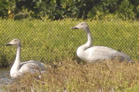 Attēlu rezultāti vaicājumam “Cygnus columbianus”